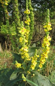 Dunkle Königskerze, Verbascum nigrum, etnobotanika